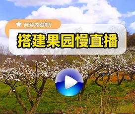 果園無人直播，自助賣果